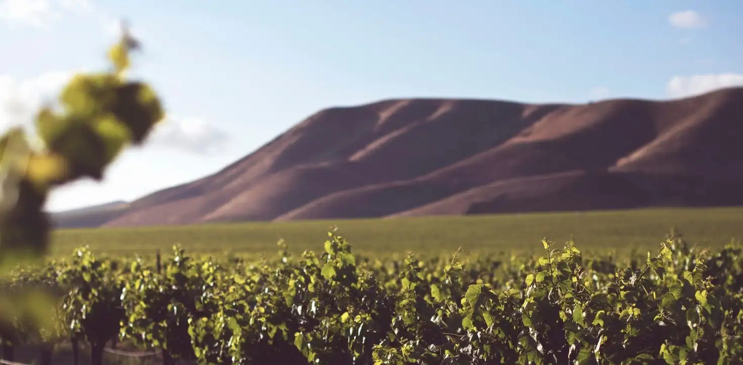 Scenic view of a lush vineyard in the foreground with a blurred green leaf on the left, and rolling hills in the background under a clear blue sky, capturing a serene and fertile landscape.